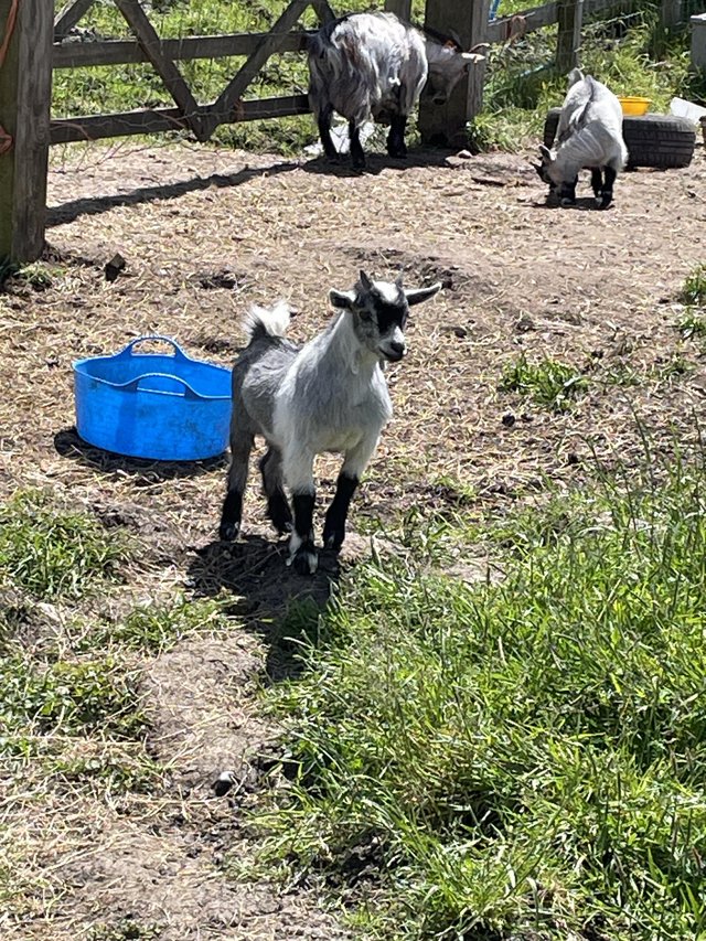 Preview of the first image of Pedigree 12 week old male Pygmy goats.
