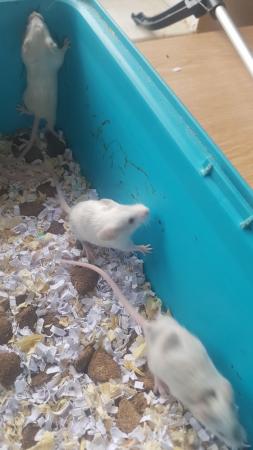 Image 4 of 10 week old Female mice for sale