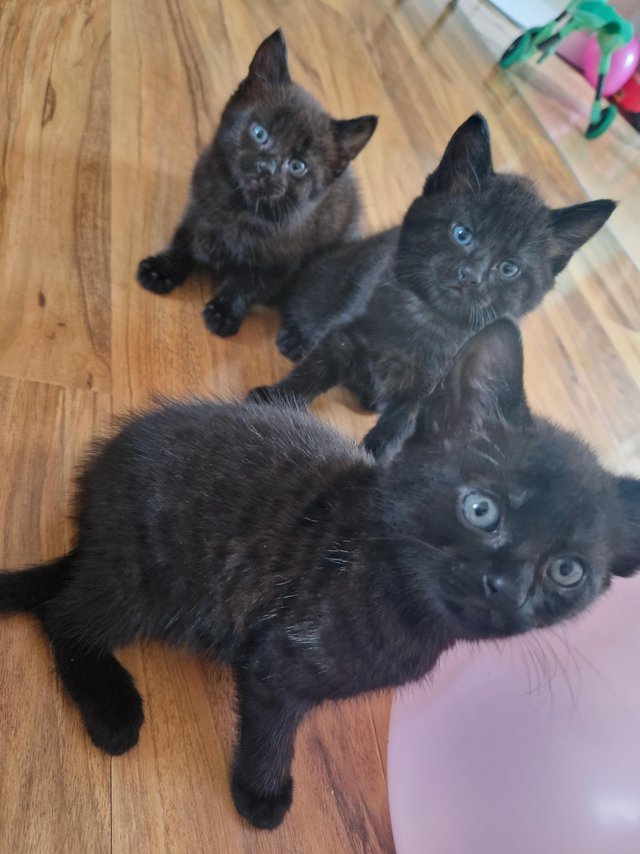 Preview of the first image of 3 Little Full Black Kittens girls and boy.