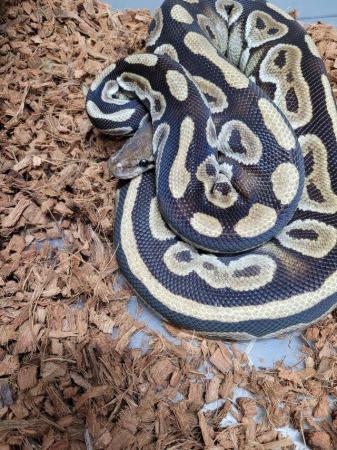 Image 11 of Various royal pythons, pied , mojave , pastel , het russo