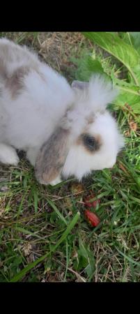 Image 14 of Lionhead with mini lop, 9 weeks old beautiful friendly baby