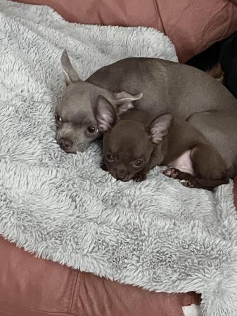 Image 14 of short coat purebred Chihuahua puppies
