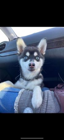 Image 6 of STUNNING RARE POMSKY PUPS-NOW OPEN TO REASONABLE OFFERS!