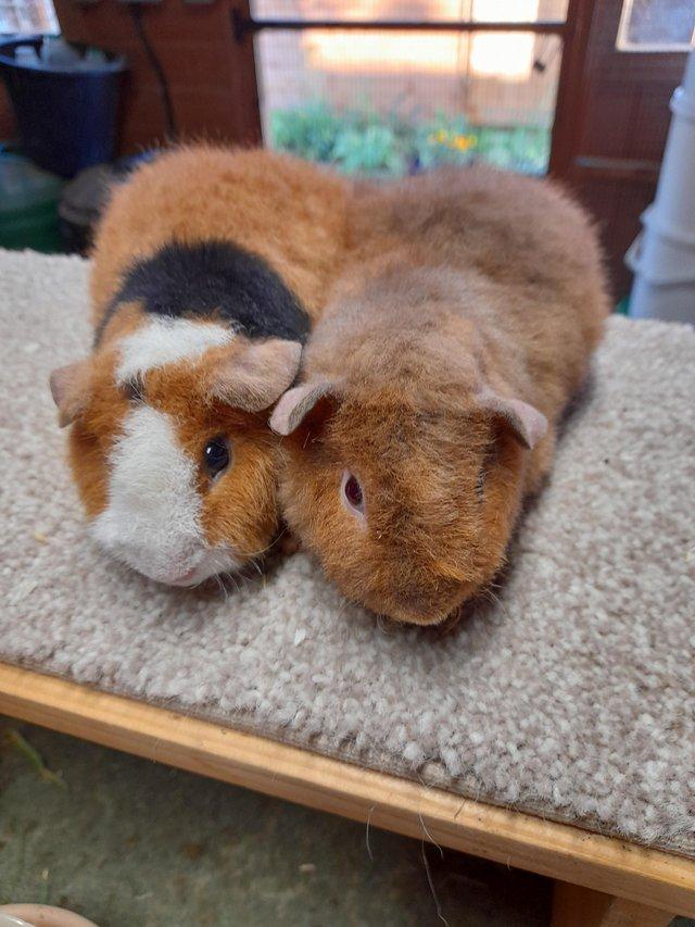 Teddy guinea pig for sale discount