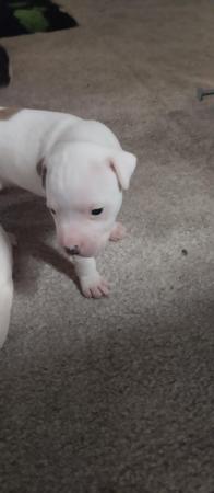 Image 6 of Staffordshire bull terrier pups