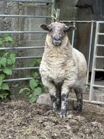 Image 3 of Lovely ewe with ram and ewe lambs