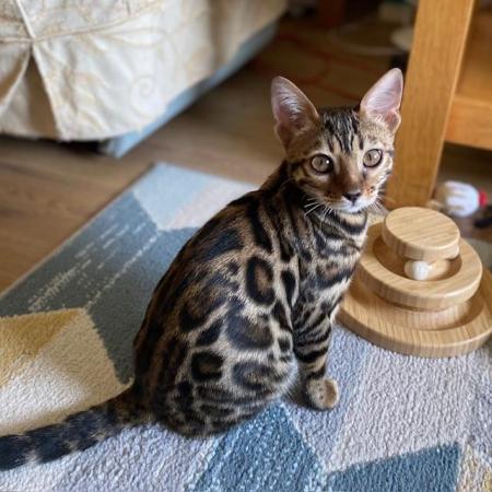 Image 1 of Bengal Kittens For Sale - GCCF Pedigree - Registered