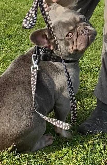 Preview of the first image of Ultra affectionate Female French Bull Dog 20 months.