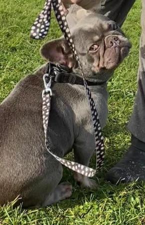 Image 1 of Ultra affectionate Female French Bull Dog 20 months