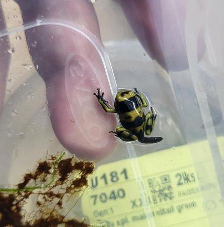 Image 2 of Dart frog Tadpoles, Bumblebee, Dendrobate leucomelas,