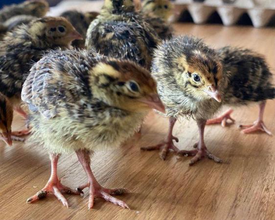 Image 1 of Quails 5 weeks old- Available Now - off heat