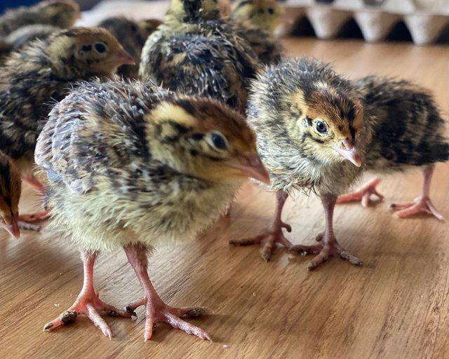 Preview of the first image of Quails 5 weeks old- Available Now - off heat.