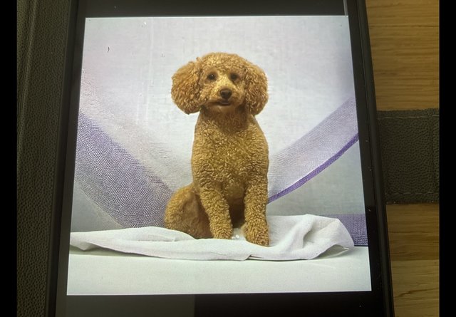 Image 2 of COCKAPOO PUPPIES FOR SALE
