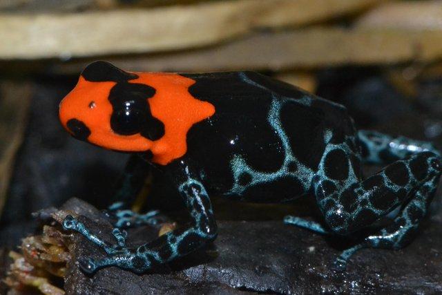 Preview of the first image of Dart frogs Ranitomeya benedicta tadpoles.