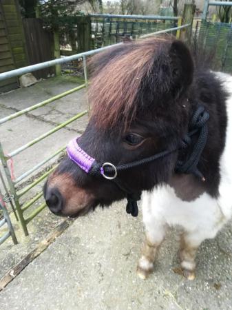 Image 3 of Potential Therapy Pony, 2yr old Reg, Mini Shetland gelding.