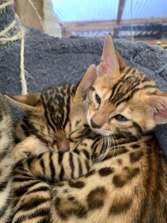 Image 2 of Purebred rosetted bengal kittens
