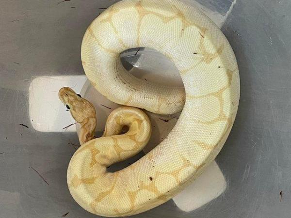 Image 6 of Female royal pythons, reduced prices