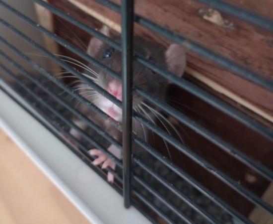 Image 6 of 2 Cute Female Rats (6 months old)