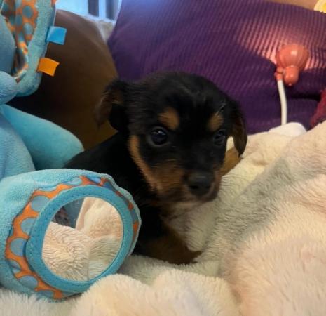 Image 1 of Chorkie pups , These pups are only going to be tiny