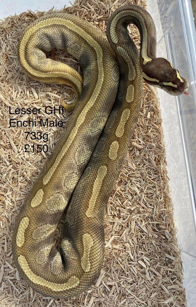 Preview of the first image of Royal Pythons ready for breeding prices now reduced.