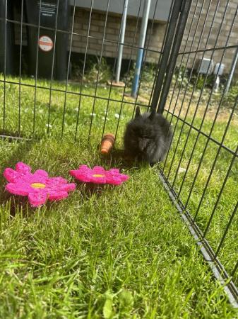 Image 1 of Pure Breed Lionhead Baby Rabbits