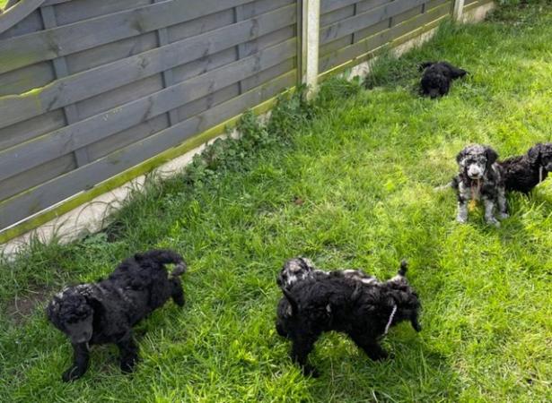 Image 6 of Standard Poodle Puppies - Licensed Breeder - Health Tested