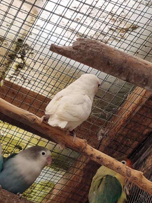 Preview of the first image of 6 month's old white Dec's, possibly split ino.
