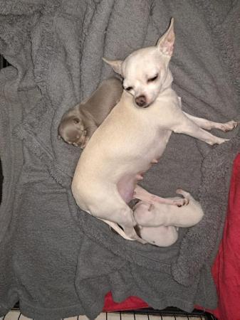 Image 7 of Pure breed Chihuahua puppies (All found new homes)