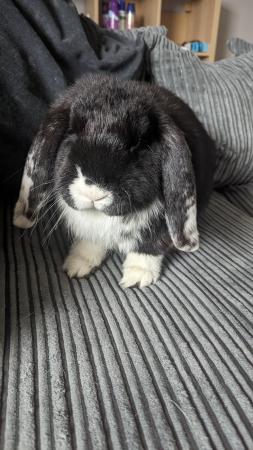 Image 3 of 6 month old male french lop looking for new home