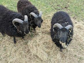 Preview of the first image of 3 x Hebridean Ram Shearlings, intact, friendly..