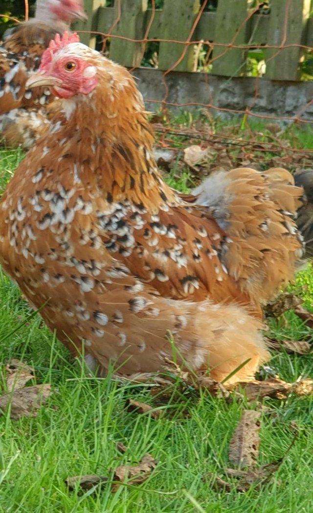 Preview of the first image of OUT OF STOCK Millefleur Pekin Bantam hatching eggs for sale.