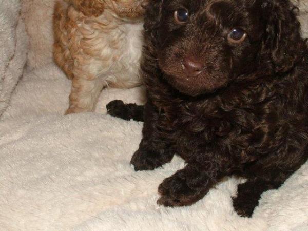 Image 19 of Tiny phantom HEALTH tested poodle for STUD ONLY