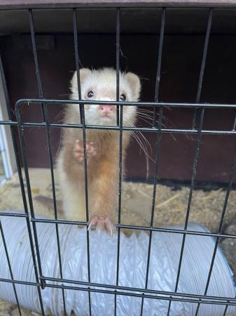 Image 1 of Male brown and white ferret for sale