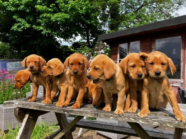 Image 1 of Fox red/dark yellow Labrador puppies for sale