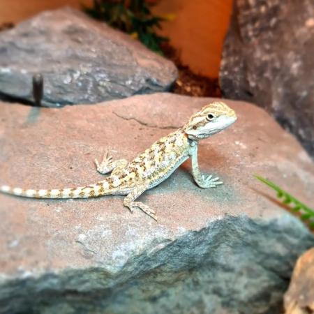 Image 4 of Several Baby Bearded Dragons