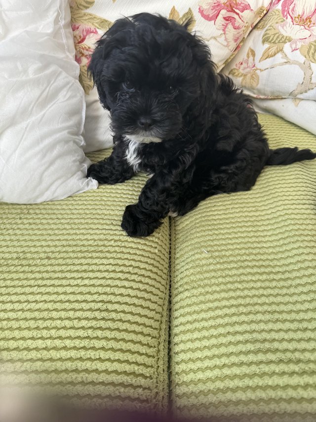 Preview of the first image of Shihpoo puppy 1 boy left, loving home wanted now sold.