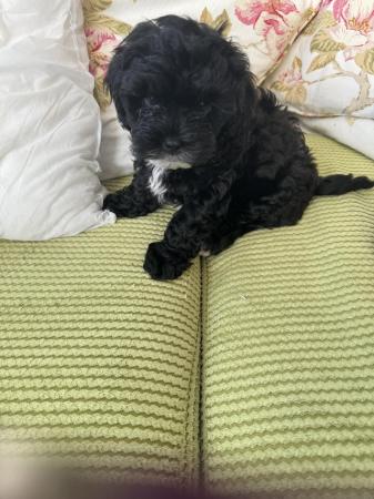 Image 1 of Shihpoo puppy 1 boy left, loving home wanted now sold