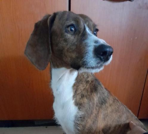 Image 2 of BENNY, HOUND DOG FOSTERED IN DUNDEE