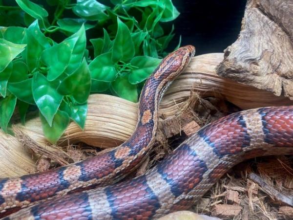 Image 4 of Almost 4 year old corn snake with vivarium