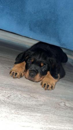 Image 1 of Beautiful chunky rottweiler puppies