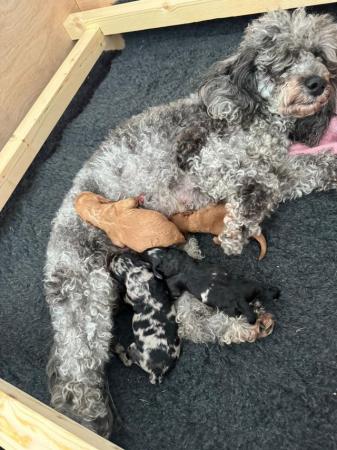 Image 5 of F1 cavapoo puppies for sale