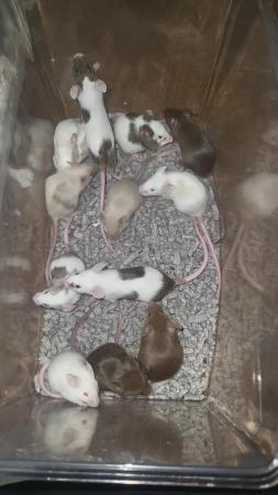 Image 12 of Ready now, beautiful baby mice £2.50 great pets