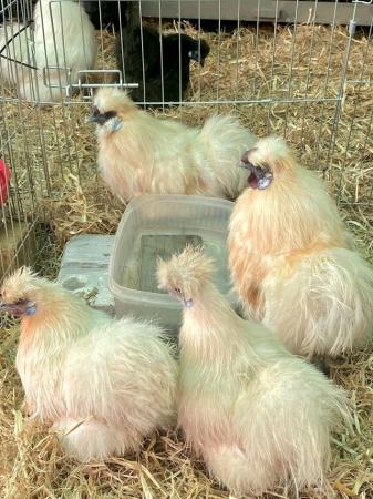 Image 3 of 6 HATCHING EGGS miniature silkies mixed colours available