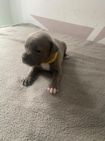 Image 7 of Adorable staffy puppys A