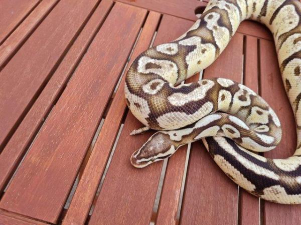 Image 2 of Firefly royal python male adult