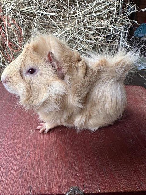 Preview of the first image of Funky haired male guinea pig..