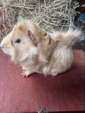 Image 1 of Funky haired male guinea pig.