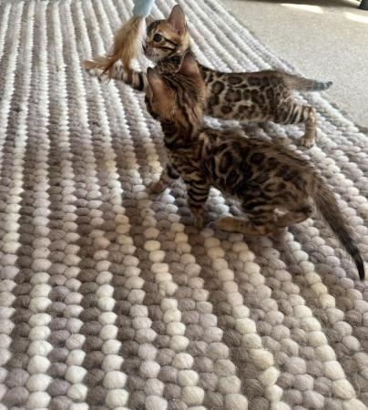 Image 16 of 5 generation TICA registered bengal kittens for sale.