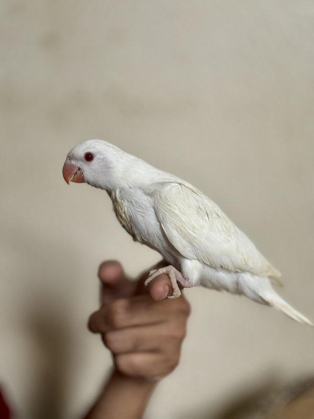 Preview of the first image of Albino Ringneck Babies Hand-reared.