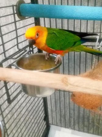 Image 4 of Jeandy conure talking parrot